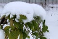 The first snow fell on the unripe raspberry leaves Royalty Free Stock Photo