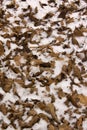 Snow and leaves Royalty Free Stock Photo