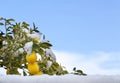 Snow on Lemons in Tree Royalty Free Stock Photo