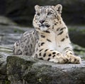 Snow Leopard 1 Royalty Free Stock Photo