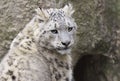 Snow Leopard Royalty Free Stock Photo