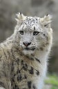 Snow Leopard Royalty Free Stock Photo