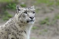 Snow Leopard Royalty Free Stock Photo