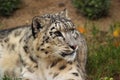 Snow Leopard Royalty Free Stock Photo