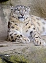 Snow Leopard 2 Royalty Free Stock Photo