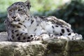 Snow leopard Royalty Free Stock Photo