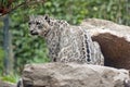 Snow leopard Royalty Free Stock Photo