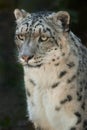 Snow Leopard Royalty Free Stock Photo