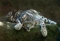 Snow Leopard Royalty Free Stock Photo