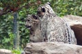 Snow leopard Royalty Free Stock Photo