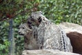 Snow leopard Royalty Free Stock Photo