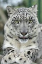 Snow Leopard