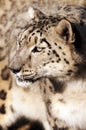 Snow Leopard Royalty Free Stock Photo