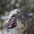 Snow Leopard Royalty Free Stock Photo