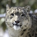 Snow Leopard