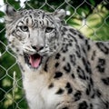 Snow Leopard, Tongue Hanging Out, Zoo Royalty Free Stock Photo