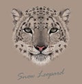 Snow leopard animal cute face. Vector Asian Irbis head portrait. Realistic fur portrait of snow wild spotted panther