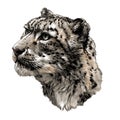 Snow leopard animal head in profile close up