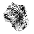 Snow leopard animal head in profile close up