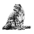 Snow leopard animal sitting at full height and looking sideways tail around the body Royalty Free Stock Photo