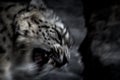 Snow leopard attact Royalty Free Stock Photo