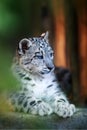 Snow leopard baby Royalty Free Stock Photo