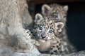 Snow leopard baby Royalty Free Stock Photo