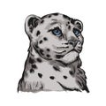 Snow leopard baby tabby portrait in close up isolated sketch. Vector spotted leopard hand drawni llustration of Panthera uncia. Royalty Free Stock Photo