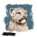 Snow leopard baby tabby portrait in close up. Watercolor digital art illustration of Panthera uncia. Mammal with thick fur furry Royalty Free Stock Photo