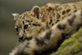 Snow Leopard Baby (Uncia uncia) Royalty Free Stock Photo