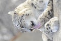 Snow leopard bath