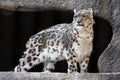 Snow Leopard Royalty Free Stock Photo