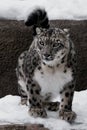 The snow leopard is a big and strong cat with a clear look, sits looking forward, close-up is winter with white snow Royalty Free Stock Photo