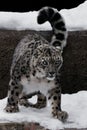 The snow leopard is a big and strong cat with a clear look, sitting and getting ready to jump, close-up is winter with white snow Royalty Free Stock Photo