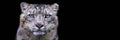 Snow leopard with a black background Royalty Free Stock Photo