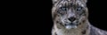 Snow leopard with a black background Royalty Free Stock Photo