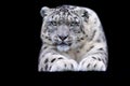 A snow leopard with a black background Royalty Free Stock Photo