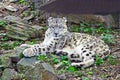 Snow Leopard in the Bronx Zoo, New York, USA Royalty Free Stock Photo