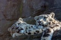 Snow Leopard Brothers
