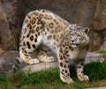 Snow leopard in captivity Royalty Free Stock Photo