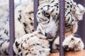 Snow leopard in captivity