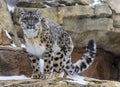 Snow Leopard