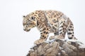 snow leopard crouching on a snowy ridge Royalty Free Stock Photo