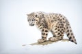 snow leopard crouching on a snowy ridge Royalty Free Stock Photo