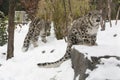 Snow Leopard Cub Crying on Rock in Snow Royalty Free Stock Photo