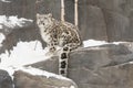 Snow Leopard Cub with Long Tail on Rocks with Snow Royalty Free Stock Photo