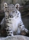 Snow Leopard cub portrait Royalty Free Stock Photo