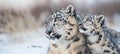 Snow leopard and cub portrait with space for text, ideal for adding personalized messages Royalty Free Stock Photo