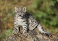 Snow leopard cub Royalty Free Stock Photo