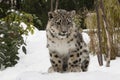 Snow Leopard Cub on Snow with Trees Royalty Free Stock Photo